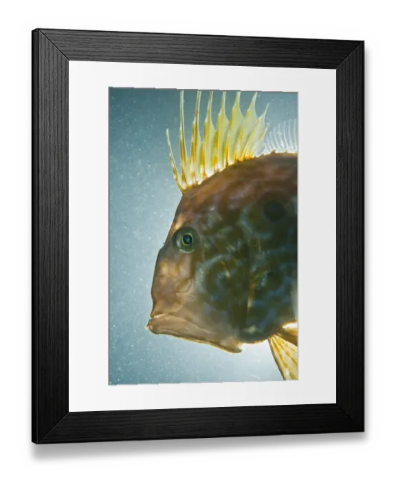 Framed Print : John dory (Zeus faber) portrait, Babbacombe Bay, Devon, UK, October Framed Print : John dory (Zeus faber) portrait, Babbacombe Bay, Devon, UK, October