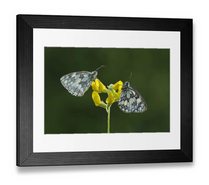 Framed Print : Two Marbled white butterflies (Melanagria galathea) resting on Meadow vetchling Framed Print : Two Marbled white butterflies (Melanagria galathea) resting on Meadow vetchling