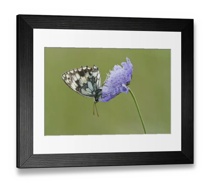 Framed Print : Marbled White Butterfly (Melanagria galathea) resting on Small Scabious (Scabiosa Framed Print : Marbled White Butterfly (Melanagria galathea) resting on Small Scabious (Scabiosa