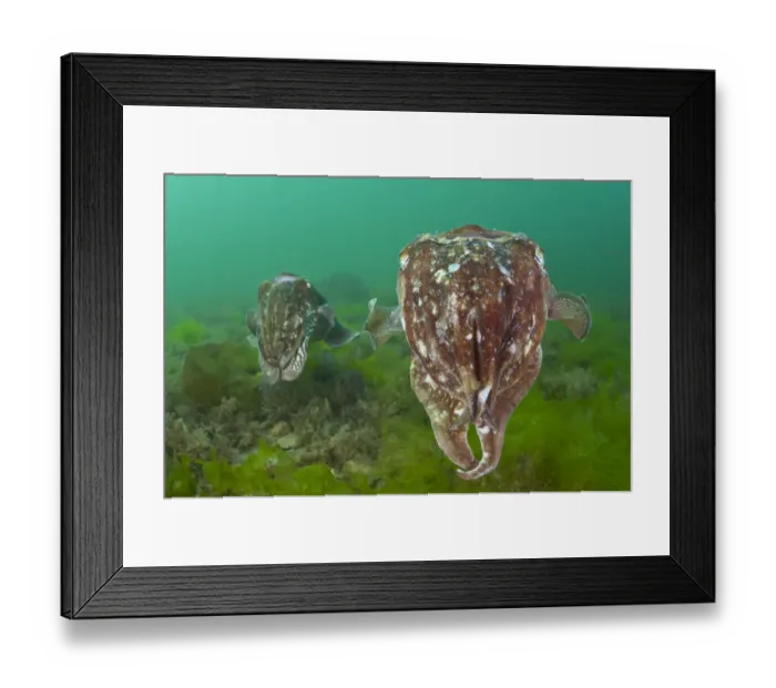 Framed Print : Pair of Common cuttlefish (Sepia officinalis), female in foreground and male behind Framed Print : Pair of Common cuttlefish (Sepia officinalis), female in foreground and male behind