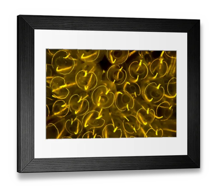 Framed Print : Light-bulb sea squirts (Clavelina lepadiformis), a colonial filter feeding invertebrate Framed Print : Light-bulb sea squirts (Clavelina lepadiformis), a colonial filter feeding invertebrate