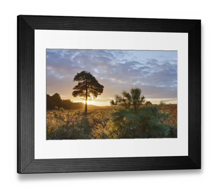 Framed Print : Sunrise on Hatchet Moor, New Forest National Park, Hampshire, England, UK, August 2011 Framed Print : Sunrise on Hatchet Moor, New Forest National Park, Hampshire, England, UK, August 2011