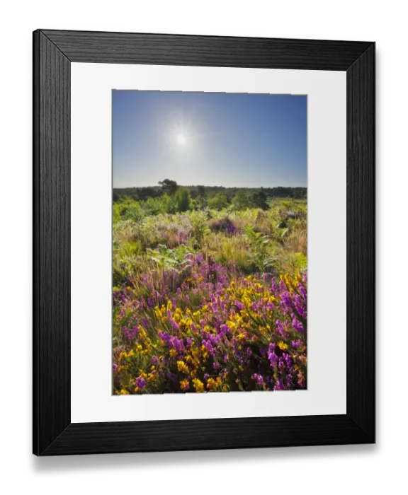 Framed Print : Bell heather (Erica cinerea) in bloom on lowland heathland, Caesars Camp, Aldershot Framed Print : Bell heather (Erica cinerea) in bloom on lowland heathland, Caesars Camp, Aldershot