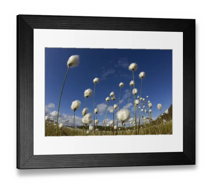 Framed Print : Harestail cotton-grass (Eriophorum vaginatum) growing on bog moorland, Scotland, UK Framed Print : Harestail cotton-grass (Eriophorum vaginatum) growing on bog moorland, Scotland, UK