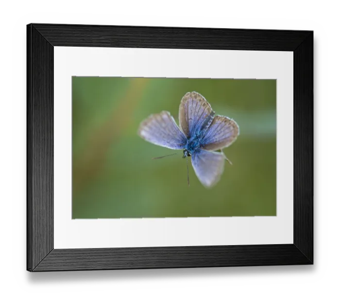 Framed Print : Silver-studded blue butterfly (Plebejus argus), New Forest, Hampshire, England, UK, July Framed Print : Silver-studded blue butterfly (Plebejus argus), New Forest, Hampshire, England, UK, July