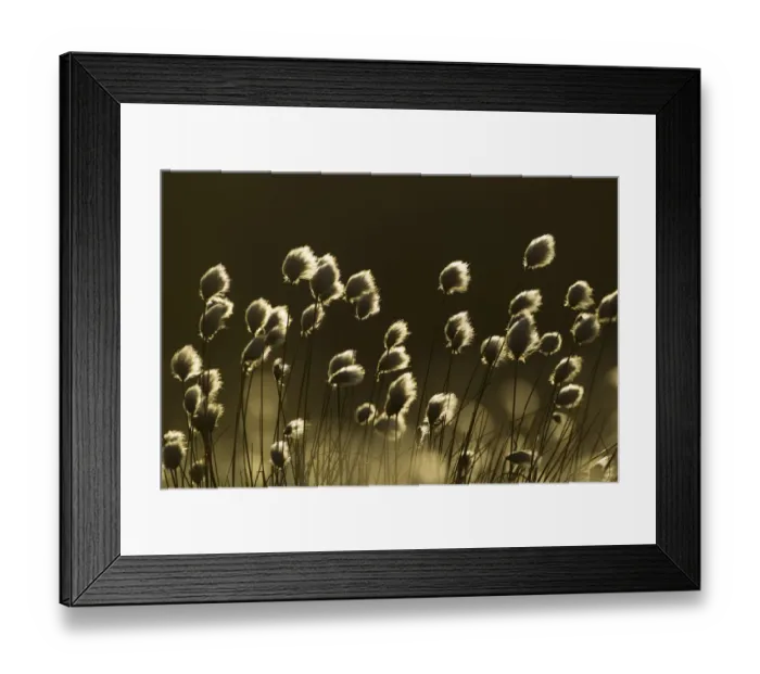 Framed Print : Harestail cotton-grass (Eriophorum vaginatum), backlit in late evening light, bog moorland