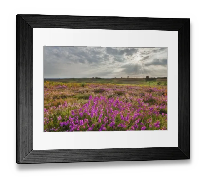 Framed Print : Bell heather (Erica cinerea) flowering on Vereley Hill, Burley, New Forest National Park Framed Print : Bell heather (Erica cinerea) flowering on Vereley Hill, Burley, New Forest National Park