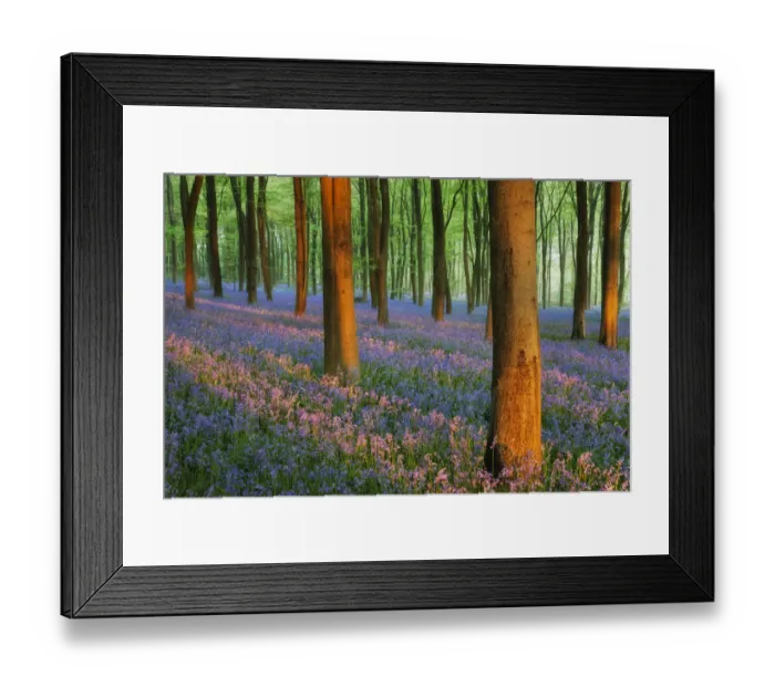 Framed Print : Carpet of Bluebells (Endymion nonscriptus) in Beech (Fagus sylvatica) woodland at dawn