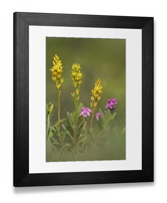 Framed Print : Bog Asphodel (Narthecium ossifragum) and Cross-leaved Heath (Erica tetralix) in flower Framed Print : Bog Asphodel (Narthecium ossifragum) and Cross-leaved Heath (Erica tetralix) in flower