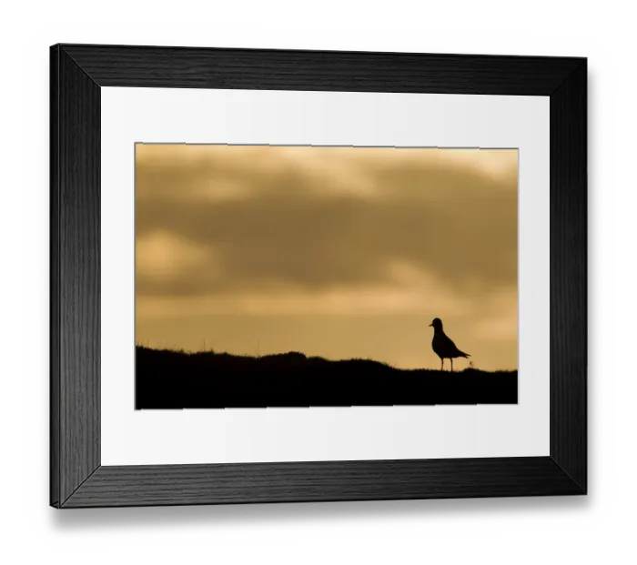 Framed Print : Golden plover (Pluvialis apricaria) silhouette at sunrise on moorland, Scotland, UK, June Framed Print : Golden plover (Pluvialis apricaria) silhouette at sunrise on moorland, Scotland, UK, June