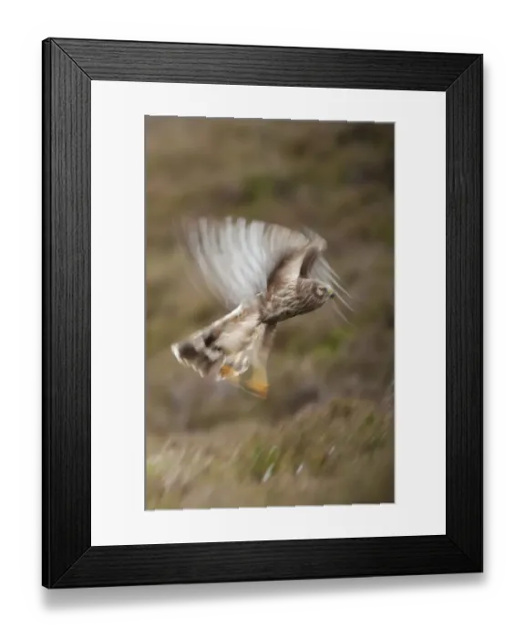 Framed Print : Hen harrier (Circus cyaneus) adult female in flight, moorland habitat, long exposure Framed Print : Hen harrier (Circus cyaneus) adult female in flight, moorland habitat, long exposure