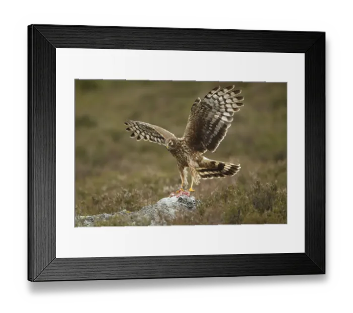 Framed Print : Hen harrier (Circus cyaneus) adult female landing on rock to take food as part of Framed Print : Hen harrier (Circus cyaneus) adult female landing on rock to take food as part of