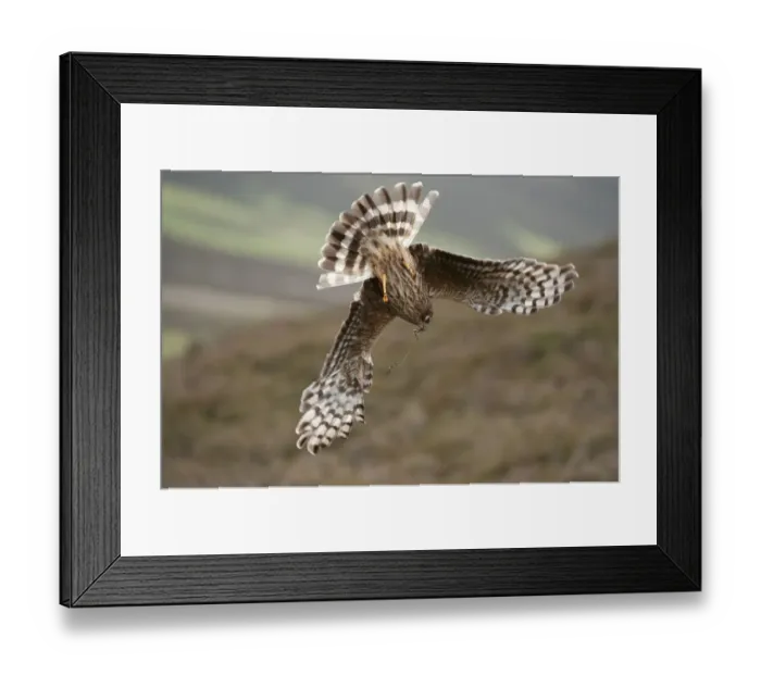 Framed Print : Hen harrier (Circus cyaneus) adult female diving to nest site, carrying nesting material Framed Print : Hen harrier (Circus cyaneus) adult female diving to nest site, carrying nesting material