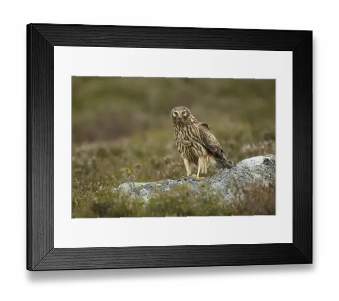 Framed Print : Hen harrier (Circus cyaneus) adult female perched on rock, moorland habitat, Glen Tanar Estate Framed Print : Hen harrier (Circus cyaneus) adult female perched on rock, moorland habitat, Glen Tanar Estate