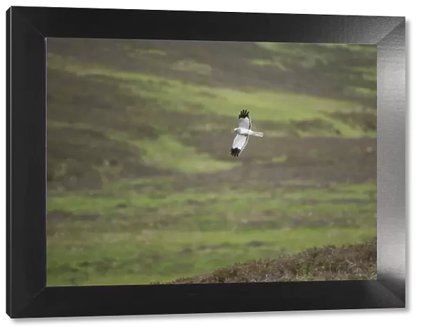 Hen harrier (Circus cyaneus) adult male in flight over moorland, Glen Tanar Estate