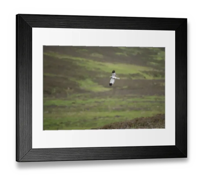Framed Print : Hen harrier (Circus cyaneus) adult male in flight over moorland, Glen Tanar Estate Framed Print : Hen harrier (Circus cyaneus) adult male in flight over moorland, Glen Tanar Estate