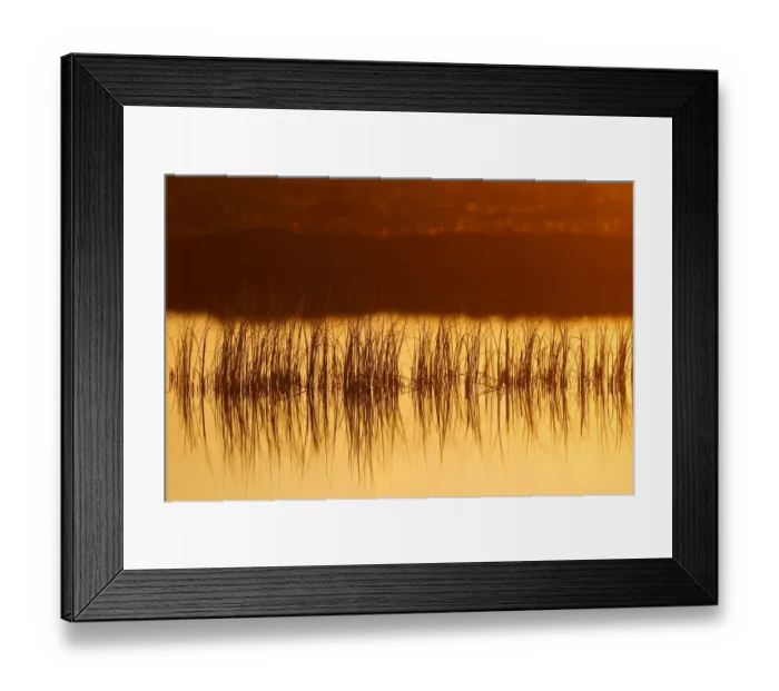 Framed Print : Reeds in bog pool, backlit at sunrise, Flow Country, Sutherland, Highlands, Scotland