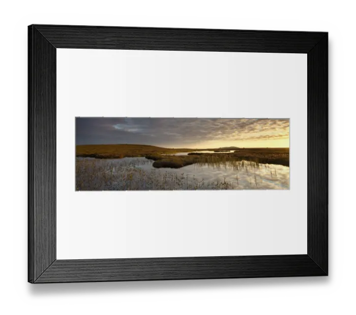 Framed Print : Bogbean (Menyanthes trifoliata) growing in pool on bog peatland at dawn, Flow Country Framed Print : Bogbean (Menyanthes trifoliata) growing in pool on bog peatland at dawn, Flow Country