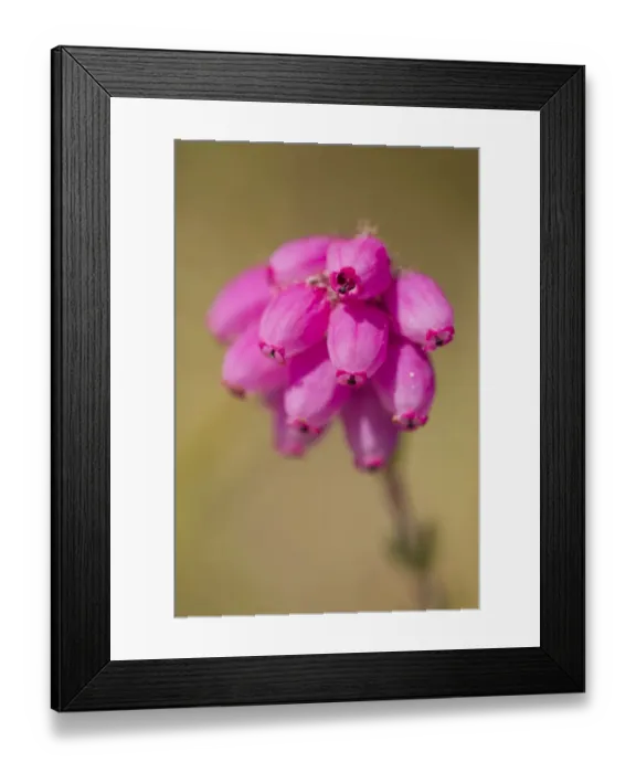 Framed Print : Close-up of Bell heather (Erica cinerea) in flower, Flow Country, Sutherland, Highlands Framed Print : Close-up of Bell heather (Erica cinerea) in flower, Flow Country, Sutherland, Highlands