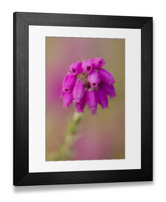 Framed Print : Close-up of Bell heather (Erica cinerea) in flower, Flow Country, Sutherland, Highlands Framed Print : Close-up of Bell heather (Erica cinerea) in flower, Flow Country, Sutherland, Highlands