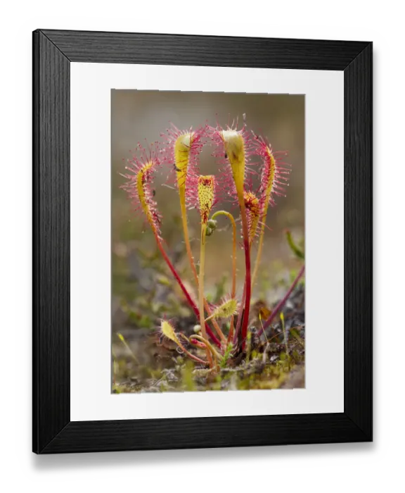 Framed Print : Great sundew (Drosera anglica) with insects caught on leaves, Flow country, Sutherland Framed Print : Great sundew (Drosera anglica) with insects caught on leaves, Flow country, Sutherland