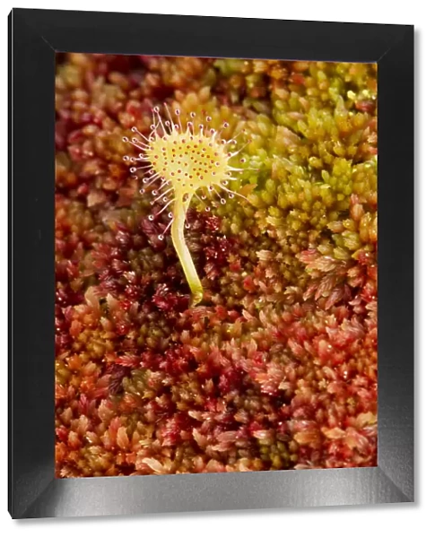 Greater sundew (Drosera anglica) growing in Sphagnum moss, Flow Country, Sutherland