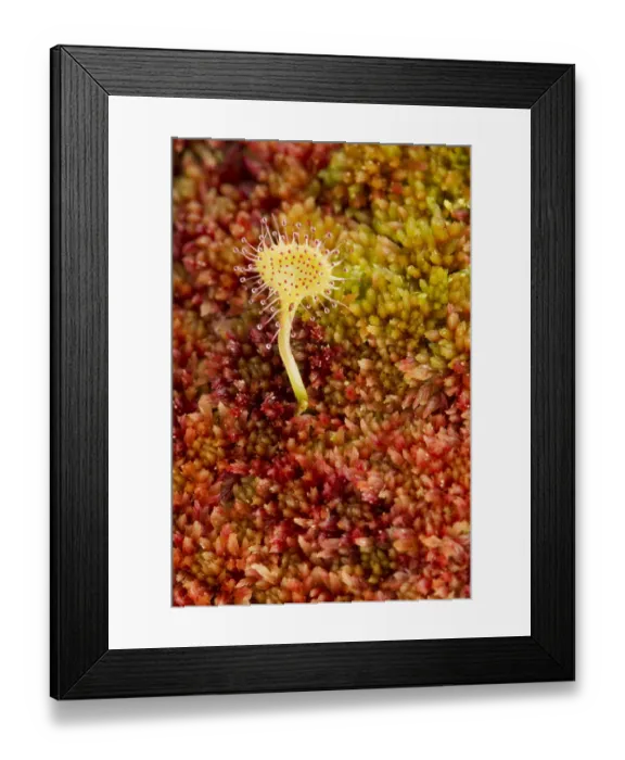 Framed Print : Greater sundew (Drosera anglica) growing in Sphagnum moss, Flow Country, Sutherland Framed Print : Greater sundew (Drosera anglica) growing in Sphagnum moss, Flow Country, Sutherland
