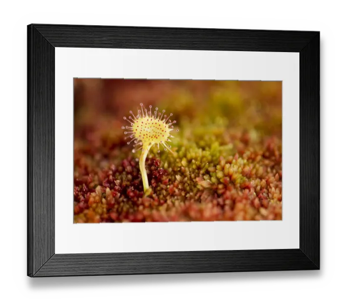 Framed Print : Greater sundew (Drosera anglica) growing in Sphagnum moss, Flow Country, Sutherland