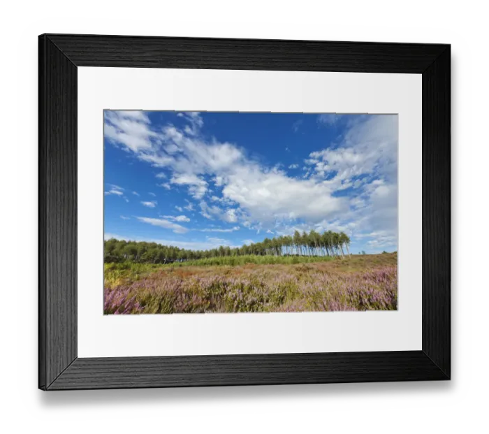 Framed Print : Gore Heath with heather in bloom, Wareham, Dorset, England, UK, August 2011 Framed Print : Gore Heath with heather in bloom, Wareham, Dorset, England, UK, August 2011