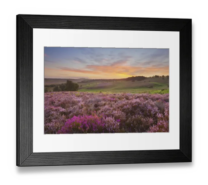 Framed Print : Heather in bloom on lowland heathland, Rockford Common, Linwood, New Forest National Park Framed Print : Heather in bloom on lowland heathland, Rockford Common, Linwood, New Forest National Park