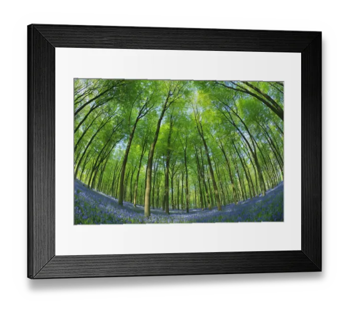 Framed Print : Fisheye view of carpet of Bluebells (Endymion nonscriptus) in Beech (Fagus sylvatica) woodland Framed Print : Fisheye view of carpet of Bluebells (Endymion nonscriptus) in Beech (Fagus sylvatica) woodland