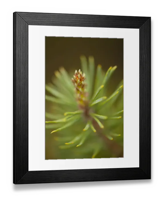 Framed Print : Close-up showing tip of branch of Scots pine tree (Pinus sylvestris) Beinn Eighe NNR Framed Print : Close-up showing tip of branch of Scots pine tree (Pinus sylvestris) Beinn Eighe NNR