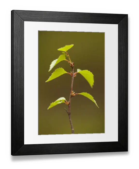 Framed Print : Silver birch (Betula pendula) close-up of fresh leaves in spring, Beinn Eighe NNR Framed Print : Silver birch (Betula pendula) close-up of fresh leaves in spring, Beinn Eighe NNR