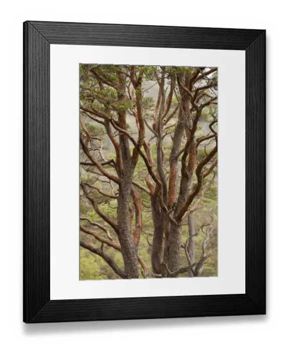 Framed Print : Scots pine tree (Pinus sylvestris) in natural woodland, Beinn Eighe NNR, Highlands
