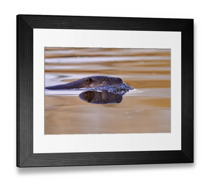 Framed Print : European river otter (Lutra lutra) swimming in river at sunset, Dorset, UK, November