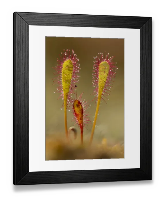 Framed Print : Greater sundew (Drosera anglica) close-up, Flow Country, Sutherland, Highlands, Scotland