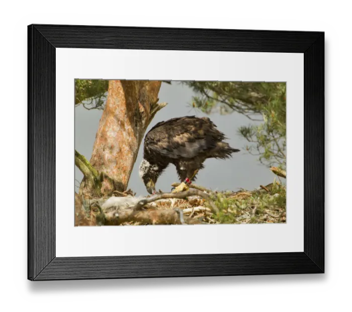 Framed Print : White-tailed sea eagle (Haliaeetus albicilla) 5 week chick feeding on prey in nest