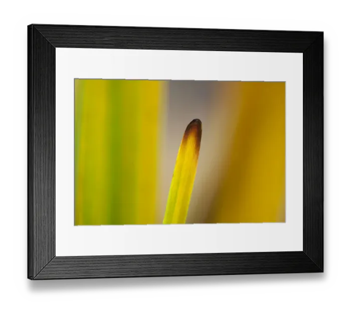 Framed Print : Autumnal reeds and grasses abstract, Forsinard Flows RSPB reserve, Sutherland, Scotland