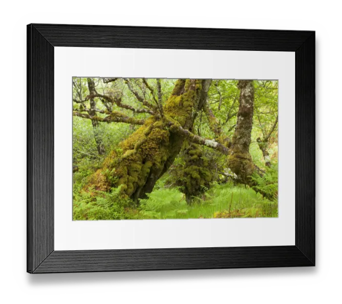 Framed Print : Silver birch (Betula pendula) with trunk covered in moss in natural woodland, Beinn Eighe NNR Framed Print : Silver birch (Betula pendula) with trunk covered in moss in natural woodland, Beinn Eighe NNR