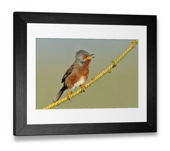 Framed Print : Dartford warbler (Sylvia undata) male perched, singing, Wales, UK, May Framed Print : Dartford warbler (Sylvia undata) male perched, singing, Wales, UK, May