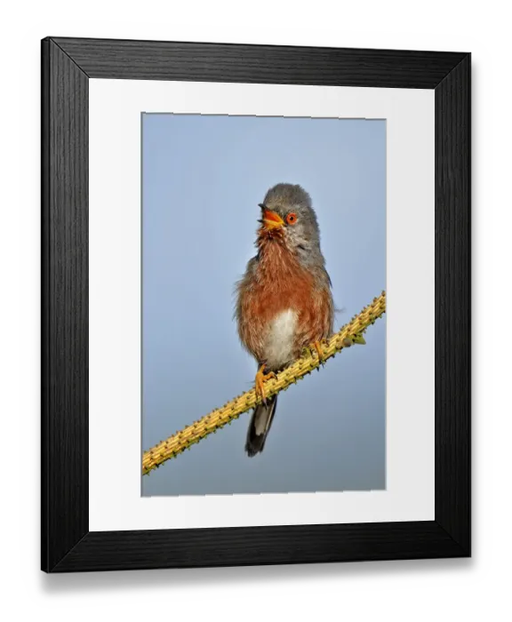 Framed Print : Dartford warbler (Sylvia undata) male perched, singing, Wales, UK, May Framed Print : Dartford warbler (Sylvia undata) male perched, singing, Wales, UK, May