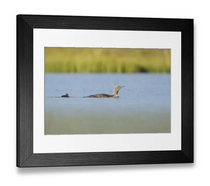 Framed Print : Red-throated diver (Gavia stellata) adult and young chick on breeding loch, Flow Country Framed Print : Red-throated diver (Gavia stellata) adult and young chick on breeding loch, Flow Country