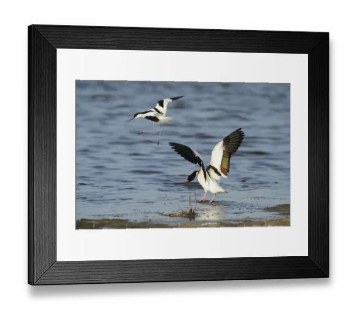 Framed Print : Avocet (Recurvirostra avosetta) trying to drive Shelduck (Tadorna tadorna) pair away