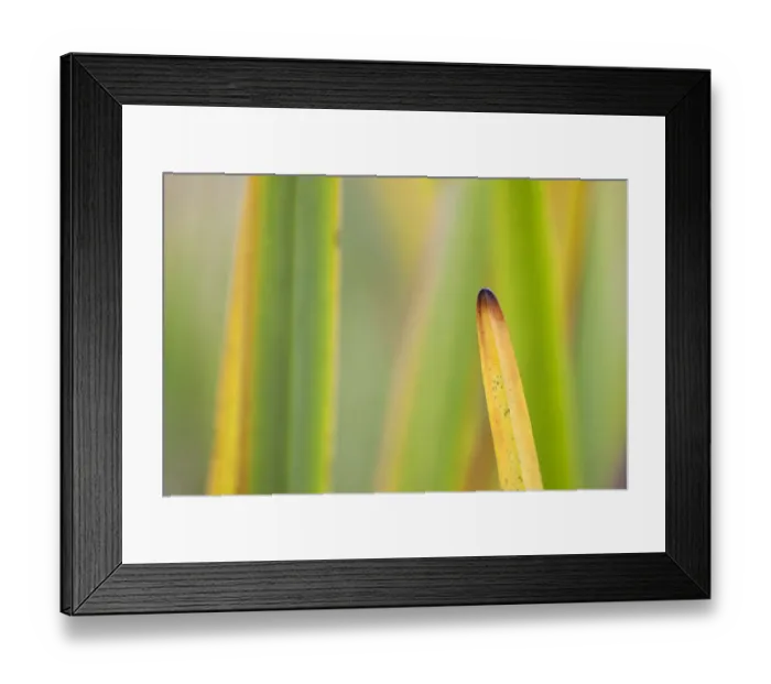 Framed Print : Autumnal reeds and grasses abstract, Forsinard Flows RSPB reserve, Sutherland, Scotland Framed Print : Autumnal reeds and grasses abstract, Forsinard Flows RSPB reserve, Sutherland, Scotland