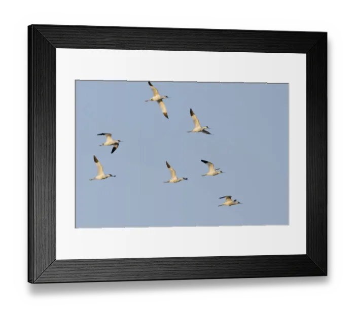 Framed Print : Avocet (Recurvirostra avosetta) flock in flight, Elmley marshes, RSPB Greater Thames Framed Print : Avocet (Recurvirostra avosetta) flock in flight, Elmley marshes, RSPB Greater Thames