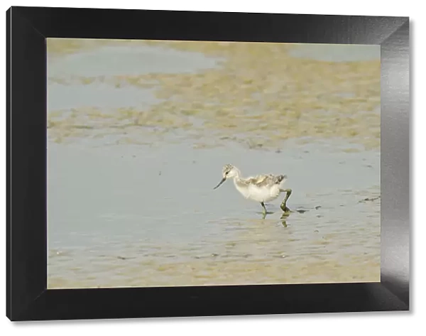 Avocet (Recurvirostra avosetta) chick in drying pool on grazing marsh, Elmley marshes
