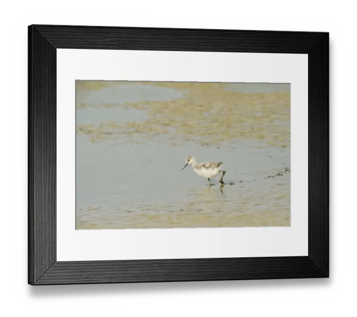 Framed Print : Avocet (Recurvirostra avosetta) chick in drying pool on grazing marsh, Elmley marshes Framed Print : Avocet (Recurvirostra avosetta) chick in drying pool on grazing marsh, Elmley marshes