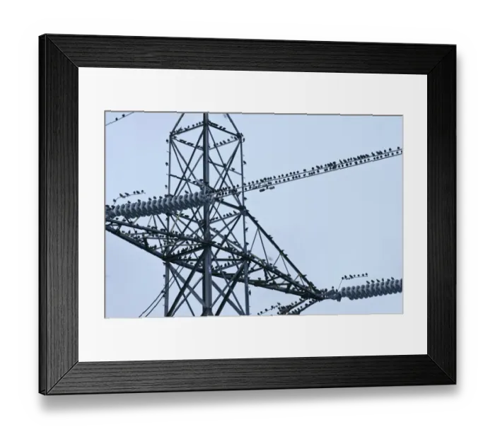 Framed Print : Flock of Common Starlings (Sturnus vulgaris) roosting on power pylon, Rainham Marsh RSPB Reserve Framed Print : Flock of Common Starlings (Sturnus vulgaris) roosting on power pylon, Rainham Marsh RSPB Reserve