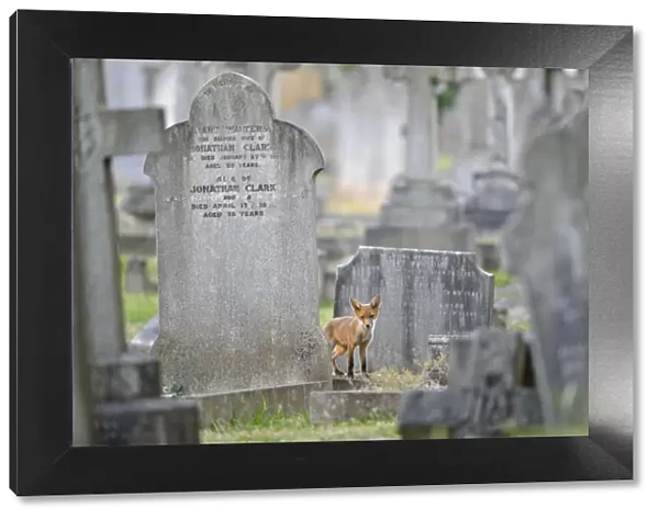 Urban Red fox (Vulpes vulpes) cub amongst graves, West London cemetery, UK, June