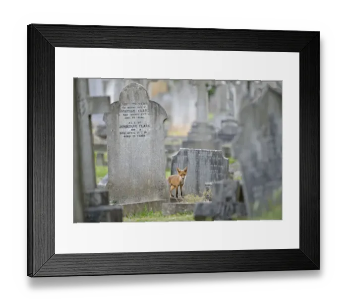 Framed Print : Urban Red fox (Vulpes vulpes) cub amongst graves, West London cemetery, UK, June Framed Print : Urban Red fox (Vulpes vulpes) cub amongst graves, West London cemetery, UK, June